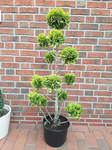 Bonsai Zypresse, Höhe: 130-140 cm, Chamaecyparis lawsoniana Stardust + Dünger