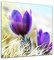 Glasbild - Lila Feldblumen - 30x30 cm - Deko Glas - Wandbild aus Glas - Bild auf Glas - Moderne Glasbilder - Glasfoto - Echtglas - kein Acryl - Handmade