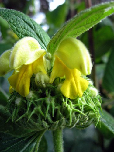 Staudenkulturen Wauschkuhn Phlomis russeliana - Brandkraut - Staude im 9cm Topf