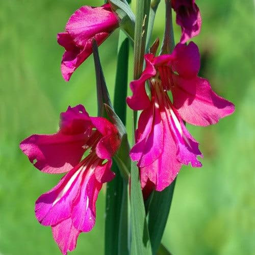 Plant World Seeds - Gladiolus Communis Byzantinus Seeds (Perennial Flower Seeds)