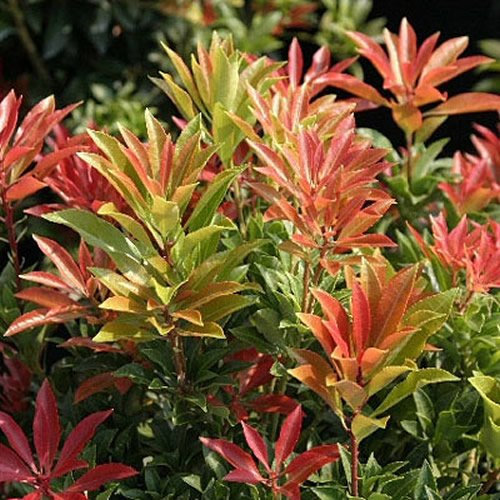 Pieris Mountain Fire - Garden Plants Ready to Plant - Evergreen Outdoor Spring Flowering Shrubs for The Garden in Pots (9cm Pot, 15-25cm)