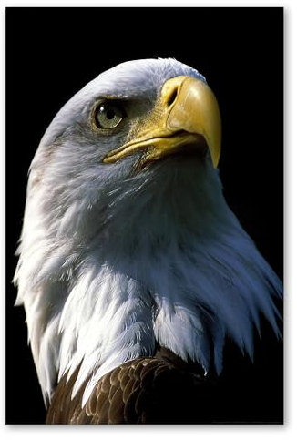 Postereck - 0200 - Weisskopfseeadler, Vogel Adler Amerika Kopf Natur - Wandposter Fotoposter Bilder Wandbild Wandbilder - Poster - 3:2-61,0 cm x 40,5 cm