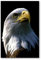 Postereck - 0200 - Weisskopfseeadler, Vogel Adler Amerika Kopf Natur - Wandposter Fotoposter Bilder Wandbild Wandbilder - Poster - 3:2-61,0 cm x 40,5 cm