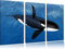 Pixxprint Orca im blauen Meer, Leinwandbild 3 Teilig, Gesamtmaß: 120x80cm, Wandbild, Dekoration, fertig gespannt, Kein Poster