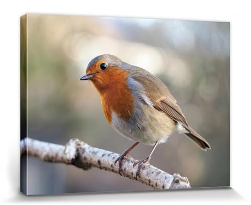 1art1 Vögel Poster Rotkehlchen Auf Einem AST Bilder Leinwand-Bild Auf Keilrahmen | XXL-Wandbild Poster Kunstdruck Als Leinwandbild 80x60 cm