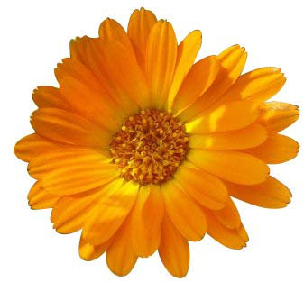 250 Samen **Ringelblume** -Calendula officinalis- -Heilpflanze/Ölgewinnung/Salben-