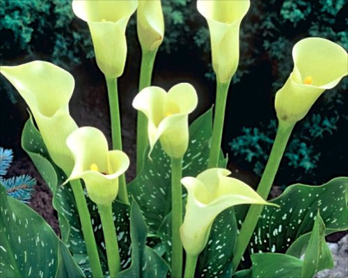 Zantedeschia Aethiopica 'White' (Calla Lily) 1 Bulb WPC Prins Quality