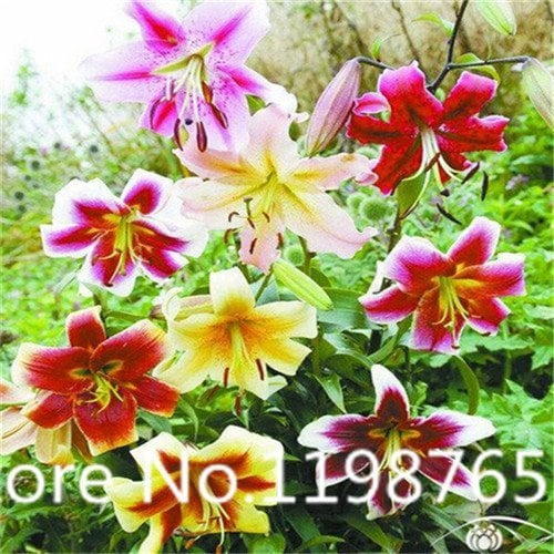 100pcs Lilien Samen Hemerocallis Desperado Samen Hemerocallis Fulva Tag-Lilie Blumen Samen Boden Abdeckung Pflanze Samen