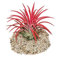 Exotenherz - Tillandsia ionantha Fire - intensive rote Farbe