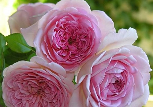 Hermosa Austin rosales trepadores Semillas de flores rosas