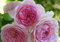 Hermosa Austin rosales trepadores Semillas de flores rosas