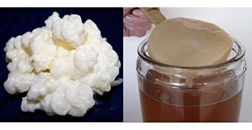 Pack 40g di Granuli Di Kéfir Di Latte + Disco SCOBY Kombucha + Istruzioni + Ricette + Aiuto e consigli in italiano - KEFIRALIA®