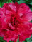 Staudenkulturen Wauschkuhn Paeonia lactiflora 'Karl Rosenfield' - Pfingstrose - Staude im 11cm Topf