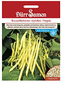 Dürr-Samen - Buschbohnen Golden Teepee Saatgut