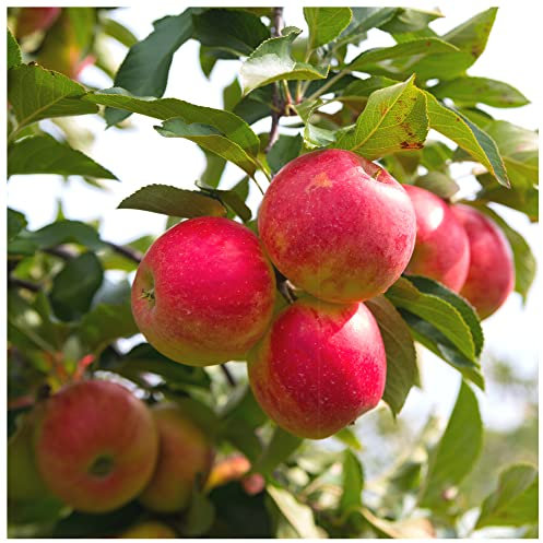 Elstar Apple Tree 4-5ft in 6L Pot Ready to Fruit,Sweet Crunchy Desert Apple 3fatpigs®