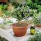 Olivia Europeana Olive Tree - 1 Tree