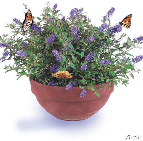 Zwerg-Schmetterlingsflieder Blue Chip - Sommerflieder (Buddleja) Pflanze in blau halbschattig und winterhart - Flieder-Strauch von Garten Schlüter