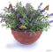 Zwerg-Schmetterlingsflieder Blue Chip - Sommerflieder (Buddleja) Pflanze in blau halbschattig und winterhart - Flieder-Strauch von Garten Schlüter