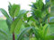 Mint- menta, Mentha piperita (300 semillas) cultivar en interior o al aire libre-orgánica! por wbut2023