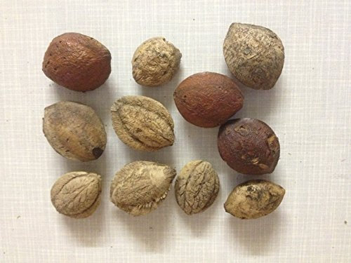 garnelenshop24de 5 Seemandelbaum Saatmandeln (eigener Baum für Seemandelbaumblätter)