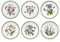 Portmeirion Botanic Garden Dinner Plate 10in - Set of 6