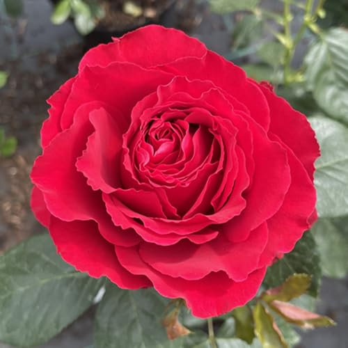 YouGarden Rose 'Ruby 40th Wedding Anniversary' ® 4 Litre Pot