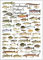 Earth Sky + Water - Süßwasserfische des Nordostens - Poster