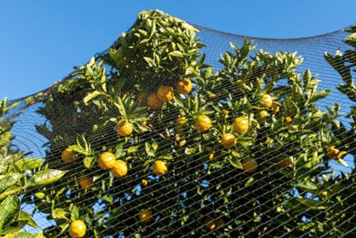 Konege Volierennetz - Breite 10,0m x Länge 10,0m, MW 10,0cm, europ. Fertigung, geknotet, Geflügelnetz, Raubvogelschutz, dunkelgrün
