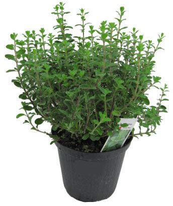 XXL italienischer Majoran im 15cm Topf - Origanum majorana