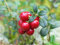 PinkdoseÂ 10 Samen Lingonberry Samen - (Vaccinium Vitis-idaea) immergrüner Strauch, trägt essbare Frucht