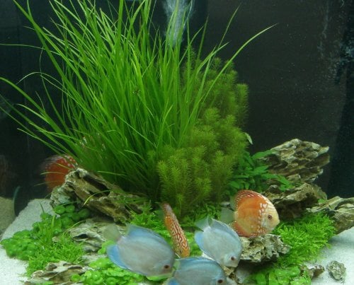 Mühlan - 4 getopfe Aquarienpflanzen + 8 Bund Wasserpflanzen + Dünger - für Diskusaquarien, Diskus