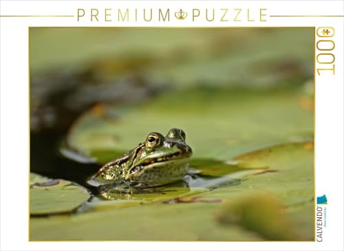 CALVENDO Puzzle Teichfrosch (Pelophylax esculentus) mit Blattlaus auf der Nase zwischen Seerosenblättern | 1000 Teile Lege-Größe 64 x 48 cm Foto-Puzzle für glückliche Stunden