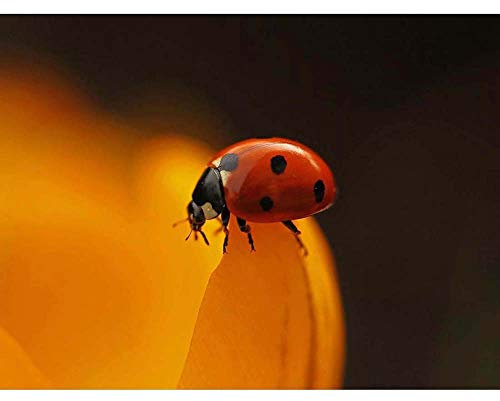Wee Blue Coo Ladybird Lady Bug Beetle Red Macro Insect Art Print Poster Wall Decor Kunstdruck Poster Wand-Dekor-12X16 Zoll