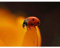 Wee Blue Coo Ladybird Lady Bug Beetle Red Macro Insect Art Print Poster Wall Decor Kunstdruck Poster Wand-Dekor-12X16 Zoll