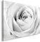 Feeby Impression Sur Toile Rose 50x40 cm Tableaux Tableau Mural Image Moderne Photo Décoration Murale Artistique Photographie Design Chambre Salon Cuisine Blanche