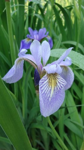 20+ Northern Blue Flag Iris/Iris Versicolor Perennial Flower Seeds