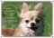 Petsigns Hunde Türschild vom Chihuahua - Metallschild - TOP Qualität, DIN A4