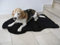 Engel Naturfelle Liegedecke für Katze und Hund Lammfell (Patch) Naturform schwarz