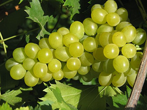 Phoenix Weinrebe, Obststrauch Busch, Vitis vinifera, Weinrebe winterhart, Tafeltraube gelb, im Kübel, 60 - 100 cm