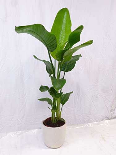 [Palmenlager] XL Strelitzia nicolai- Paradiesvogelblume - 160 cm - / Baumstrelitzia/mediterrane Pflanze