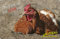 +++ HUHN Hühner - Metall Warnschild SCHILD Türschild Sign - VEGAN 19