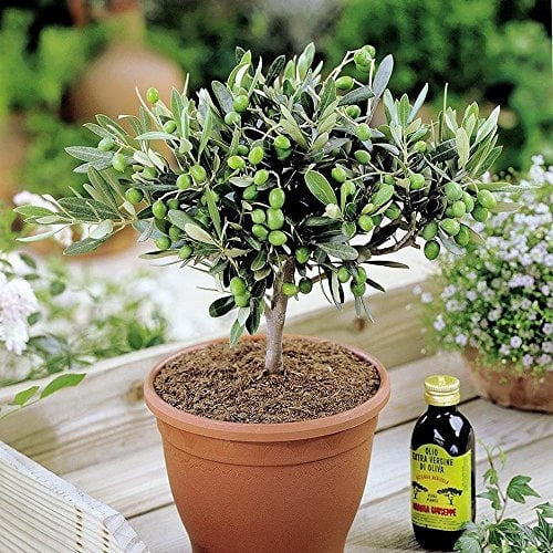 Olivia Europeana Olive Tree - Small but Mature with Thick stem - Ideal Small Gift