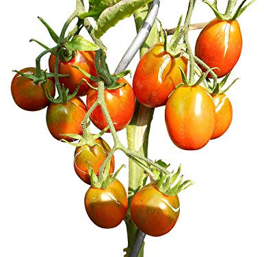 TomateBlack Plum 10 Samen ***Toller Ertrag und super Süß***