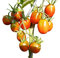 TomateBlack Plum 10 Samen ***Toller Ertrag und super Süß***