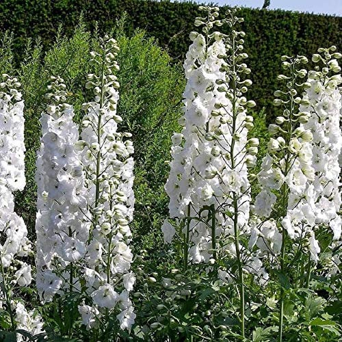 PREMIER SEEDS DIRECT - Delphinium - Pacific Giant - GALLAHAD - 110 Finest Seeds