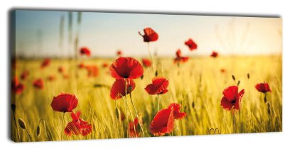 wandmotiv24 Leinwandbild Panorama Nr. 327 Kornfeld mit Mohnblumen 100x40cm, Bild auf Leinwand, Landwirtschaft Feld Korn