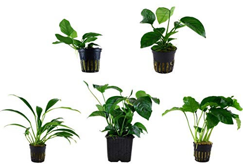 Tropica Anubias Set 4 versch. Anubias + 1 Mutterpflanze Aquariumpflanzen Nr.9 Wasserpflanzen Aquarium Aquariumpflanzen