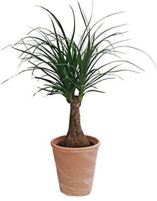 Dominik Blumen und Pflanzen, Elefantenfuß, Beaucarnea recurvata (Syn. Dracena nolina), 1 Pflanze, circa 30 cm, 10,5 cm Topf, 1 Pflanze und Dekotopf terracotta, Zimmerpflanzen, Kübelpflanzen