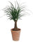 Dominik Blumen und Pflanzen, Elefantenfuß, Beaucarnea recurvata (Syn. Dracena nolina), 1 Pflanze, circa 30 cm, 10,5 cm Topf, 1 Pflanze und Dekotopf terracotta, Zimmerpflanzen, Kübelpflanzen