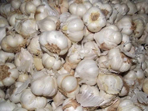 3 GARLIC THERMIDROME BULBS approx 25 sets